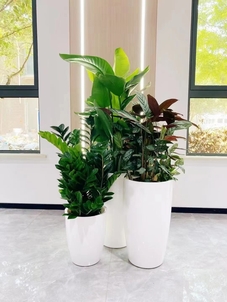 专业盆景出租,宁波海曙打造独特景观